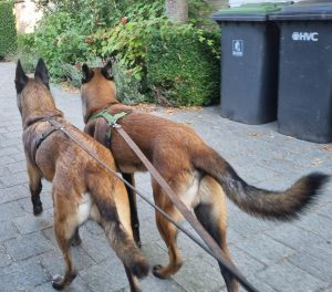 298995224 1530946647339563 7256601543715968243 n