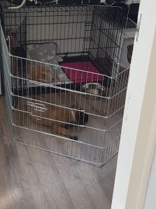 33965344 1759682604114647 6424265120460832768 n