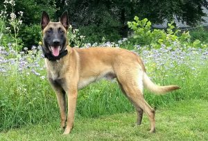 34369247 1264844590312107 3308346895029501952 o