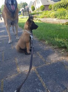 34556374 1766374453445462 7633078700937838592 n