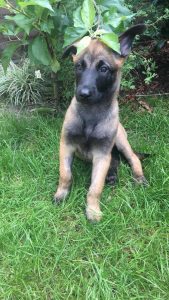 35293377 131140901097170 3708716775630700544 n