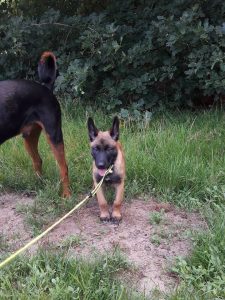 35329337 1362780763866457 8427515649172963328 n