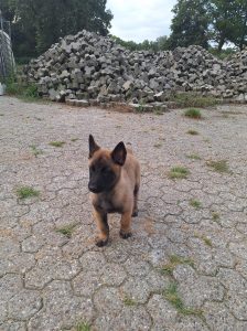 454695563 3534485576698180 4783050346559361920 n