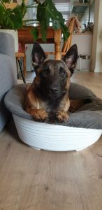 53385648 10218258082428019 2405767970270740480 n 1