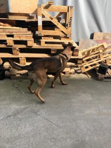 55875472 10206114518219764 8256685876185137152 n