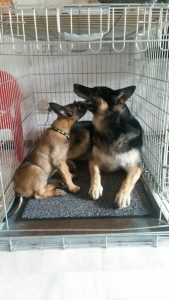 59021 4558425696496 3318231241362025101 n 1