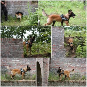 62555191 10218961727098696 7225984950250504192 n