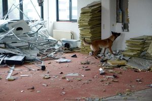 67301381 10219334644941409 804302062912274432 n