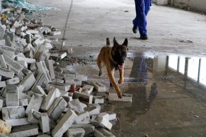 67317904 10219334644421396 6516893400233410560 n