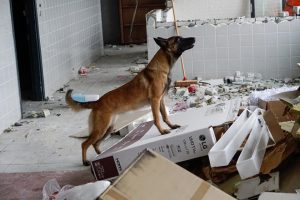 67495747 10219334643341369 7568232013392510976 n