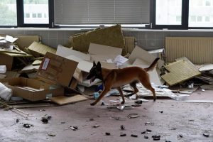 67700547 10219334644701403 6879988436493664256 n