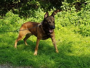 69066761 2400681963553783 4199085054514692096 n