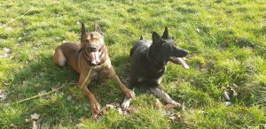 69083096 2488789454493478 4861882556502507520 n