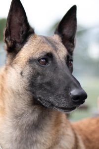 70216156 3045386705531966 1195946644437204992 n