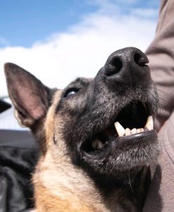 70250545 3045386762198627 7603485130727882752 n