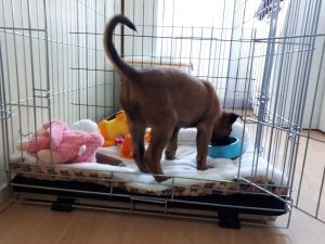 91932743 1065264693839466 1784936877199982592 n