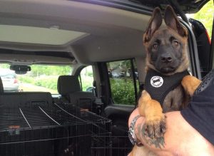 95258565 1504132236436014 8428827156091502592 n