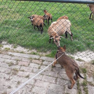 96147970 1510842632431641 5484279388490956800 n