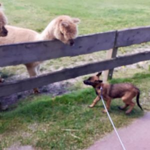 96387275 1511701335679104 980246772582449152 n