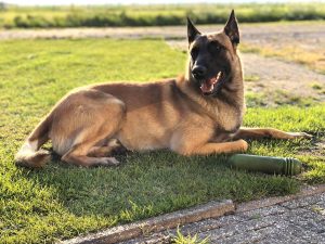 96576153 3545126988835819 2736891360173883392 o