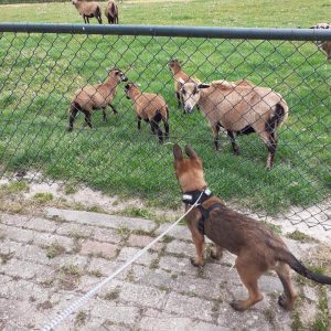 96587896 1510842279098343 5001713248412631040 n