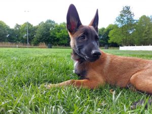 96819678 1549851248552275 6349383340612648960 n 1