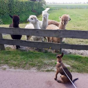 97075256 1511701329012438 9170040749335511040 n