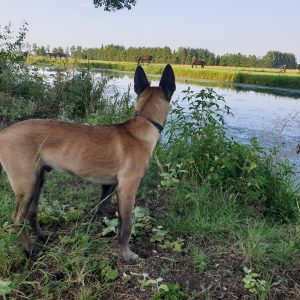 IMG 20190729 185954 916